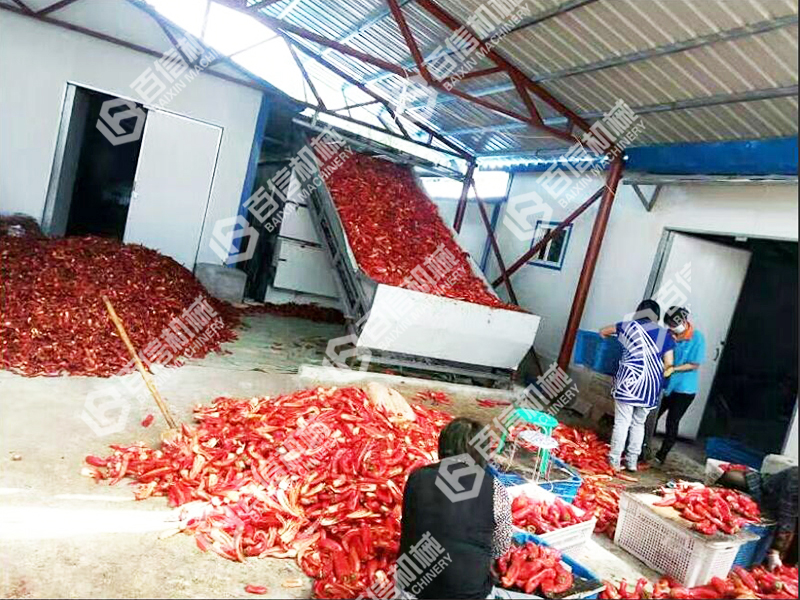 尖椒辣椒烘幹機