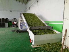 青辣椒烘幹機現場