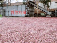 桃花烘幹現場