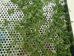 熱泵海苔烘幹現場